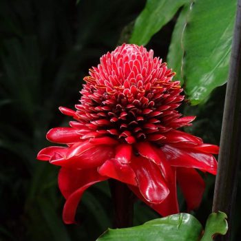 Wat een mooie planten en bloemen groeien er in deze jungle!